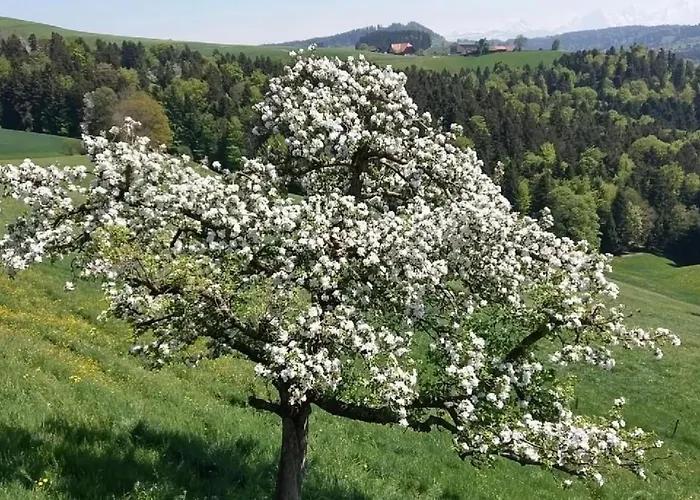 In Einem Heimeligen Berner-stoeckli By Interhome 아파트 *